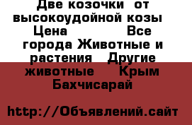 Две козочки  от высокоудойной козы › Цена ­ 20 000 - Все города Животные и растения » Другие животные   . Крым,Бахчисарай